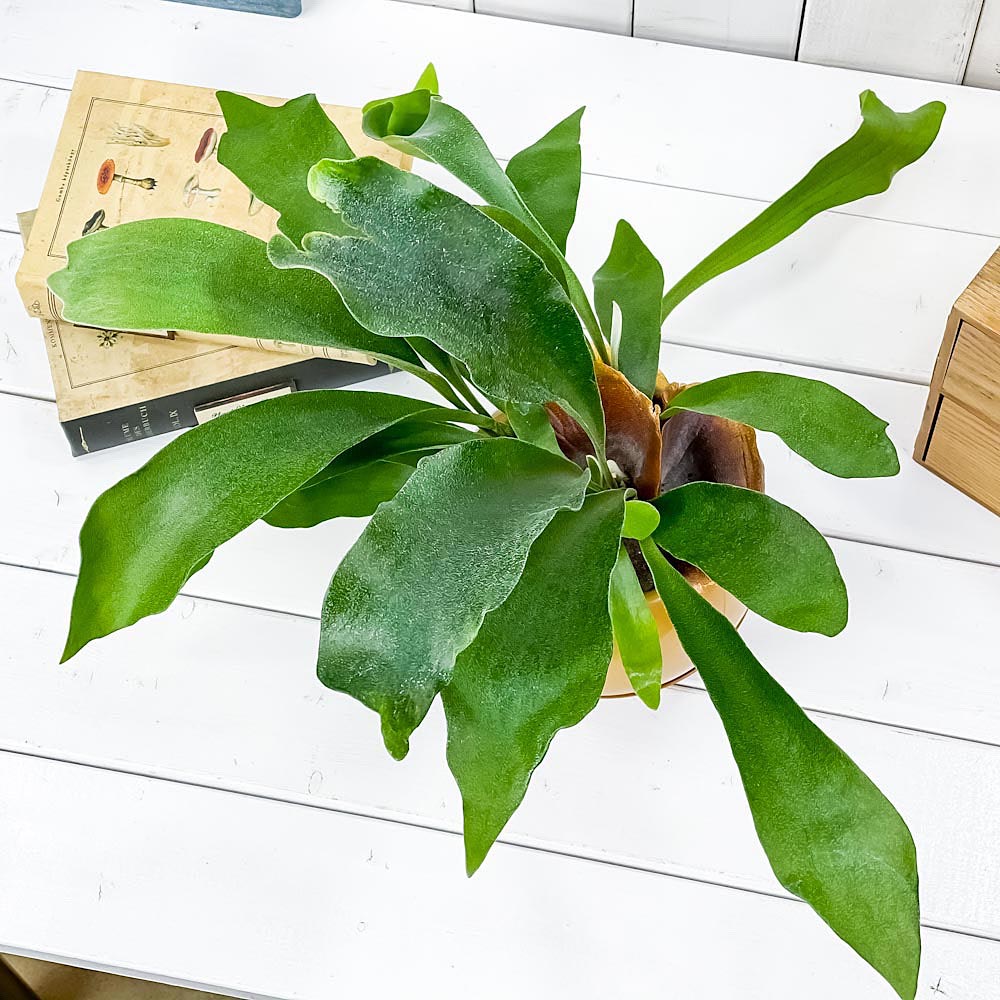 PLANCHU 観葉植物 プラティケリウム ビフルカツム ネザーランズ 5号カプセル鉢 育て方説明書付き Platycerium bifurcatum ビカクシダ コウモリラン シダ植物
