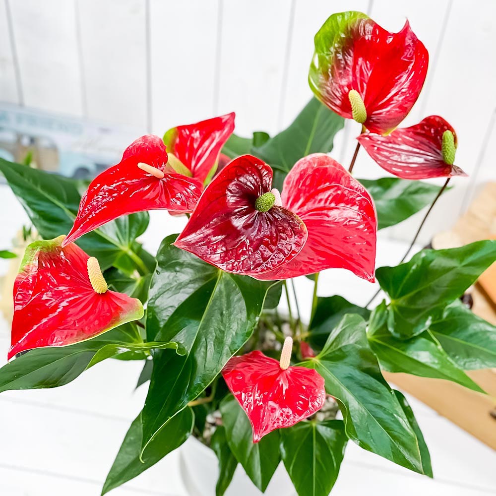 PLANCHU 観葉植物 アンスリウム レッド 7号鉢 受け皿付き 育て方説明書付き Anthurium andraeanum アンスリューム 鉢花