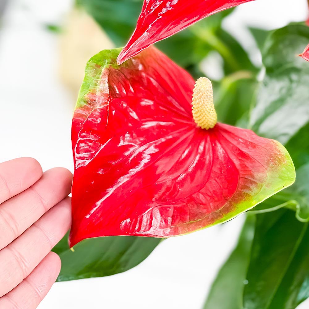 PLANCHU 観葉植物 アンスリウム レッド 7号鉢 受け皿付き 育て方説明書付き Anthurium andraeanum アンスリューム 鉢花