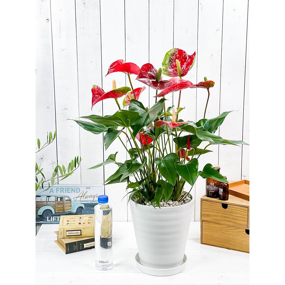 PLANCHU 観葉植物 アンスリウム レッド 7号鉢 受け皿付き 育て方説明書付き Anthurium andraeanum アンスリューム 鉢花