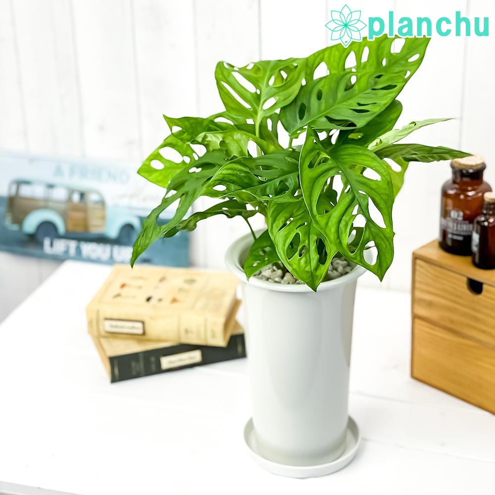 PLANCHU 観葉植物 マドカズラ モンステラ フリードリヒスターリー 5号ロング鉢 受け皿付き 育て方説明書付き Monstera friedrichsthalii