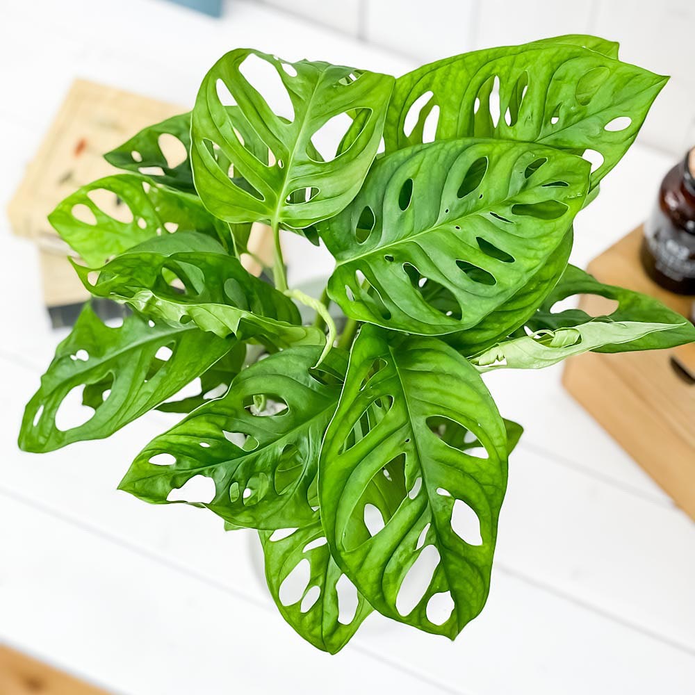 PLANCHU 観葉植物 マドカズラ モンステラ フリードリヒスターリー 5号ロング鉢 受け皿付き 育て方説明書付き Monstera friedrichsthalii