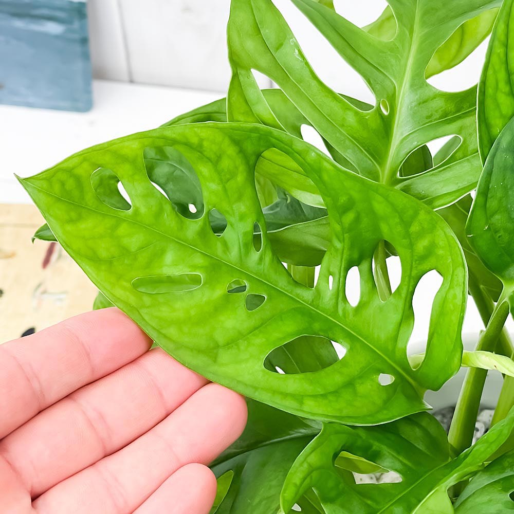 PLANCHU 観葉植物 マドカズラ モンステラ フリードリヒスターリー 5号ロング鉢 受け皿付き 育て方説明書付き Monstera friedrichsthalii