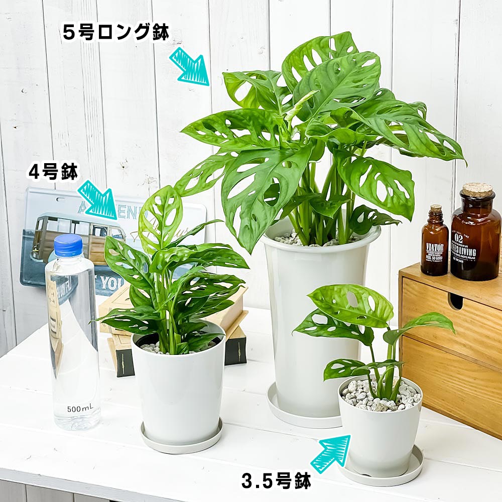 PLANCHU 観葉植物 マドカズラ モンステラ フリードリヒスターリー 5号ロング鉢 受け皿付き 育て方説明書付き Monstera friedrichsthalii