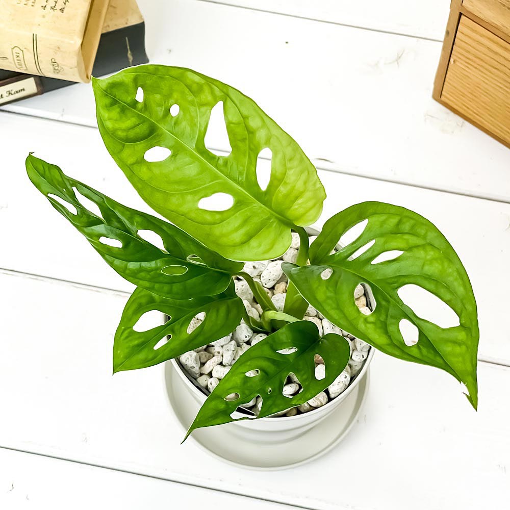 PLANCHU 観葉植物 マドカズラ モンステラ フリードリヒスターリー 3.5号鉢 受け皿付き 育て方説明書付き Monstera friedrichsthalii アロイド