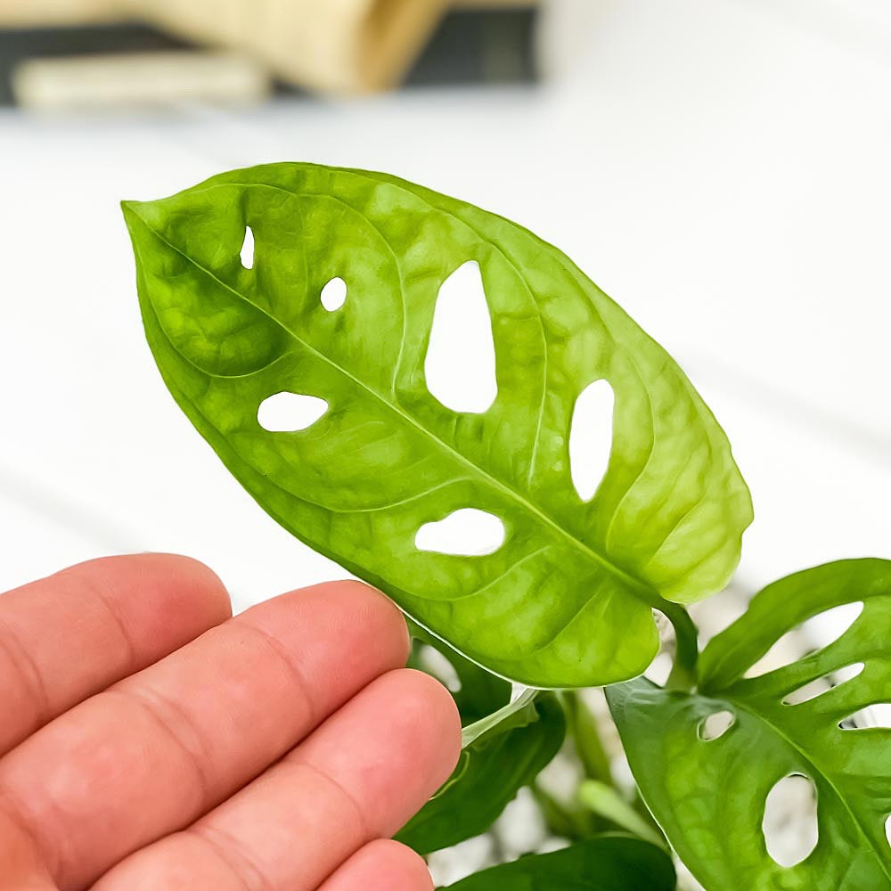 PLANCHU 観葉植物 マドカズラ モンステラ フリードリヒスターリー 3.5号鉢 受け皿付き 育て方説明書付き Monstera friedrichsthalii アロイド