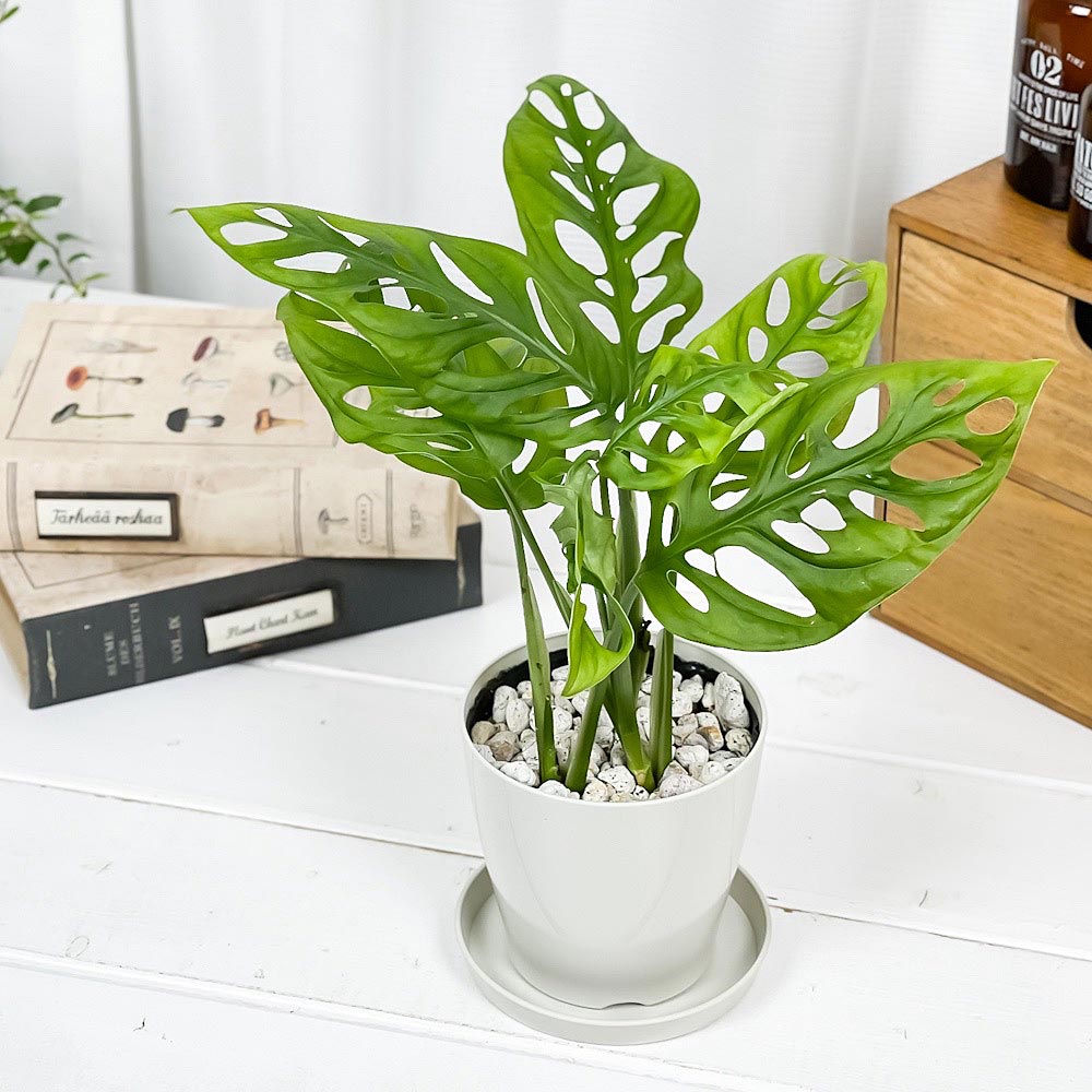 PLANCHU 観葉植物 マドカズラ モンステラ フリードリヒスターリー 3.5号鉢 受け皿付き 育て方説明書付き Monstera friedrichsthalii アロイド