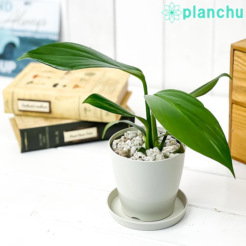 PLANCHU 観葉植物 エピプレムナム ピンナツム 3.5号鉢 受け皿付き 育て方説明書付き Epipremnum pinnatum ハブカズラ アロイド
