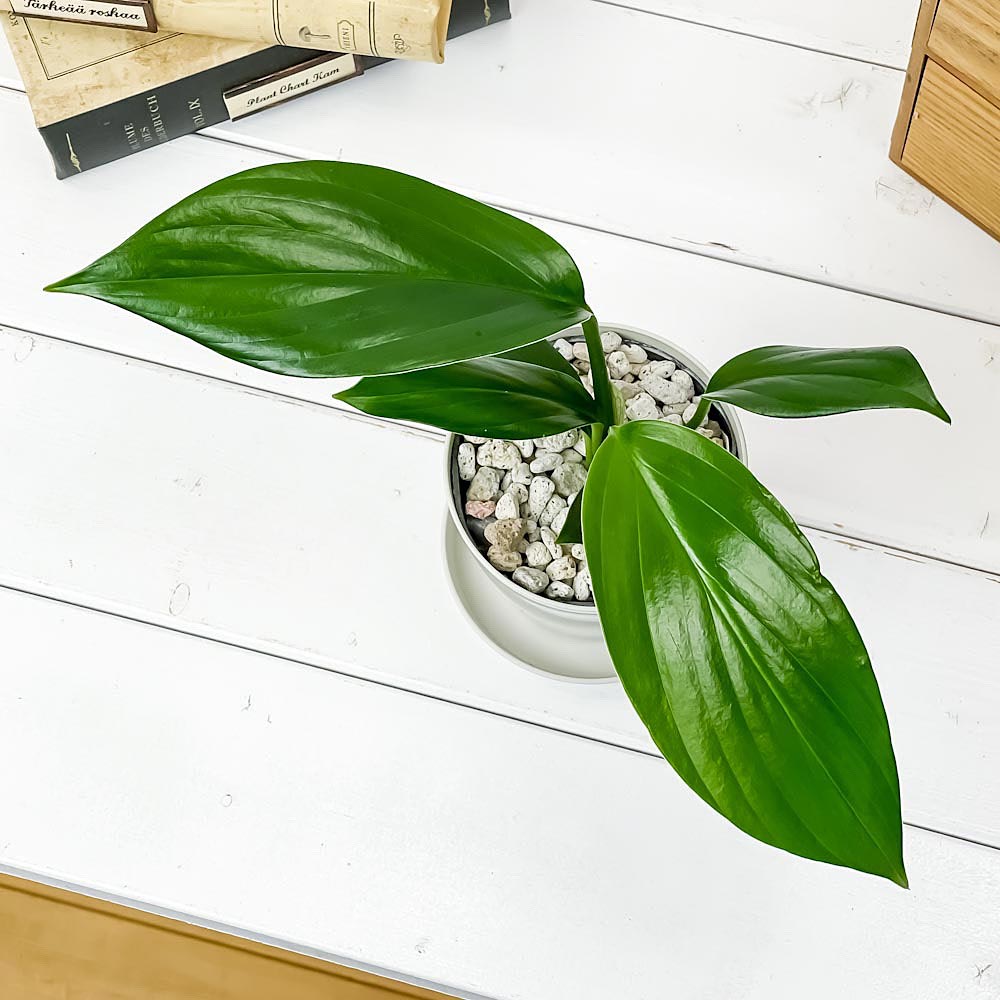 PLANCHU 観葉植物 エピプレムナム ピンナツム 3.5号鉢 受け皿付き 育て方説明書付き Epipremnum pinnatum ハブカズラ アロイド