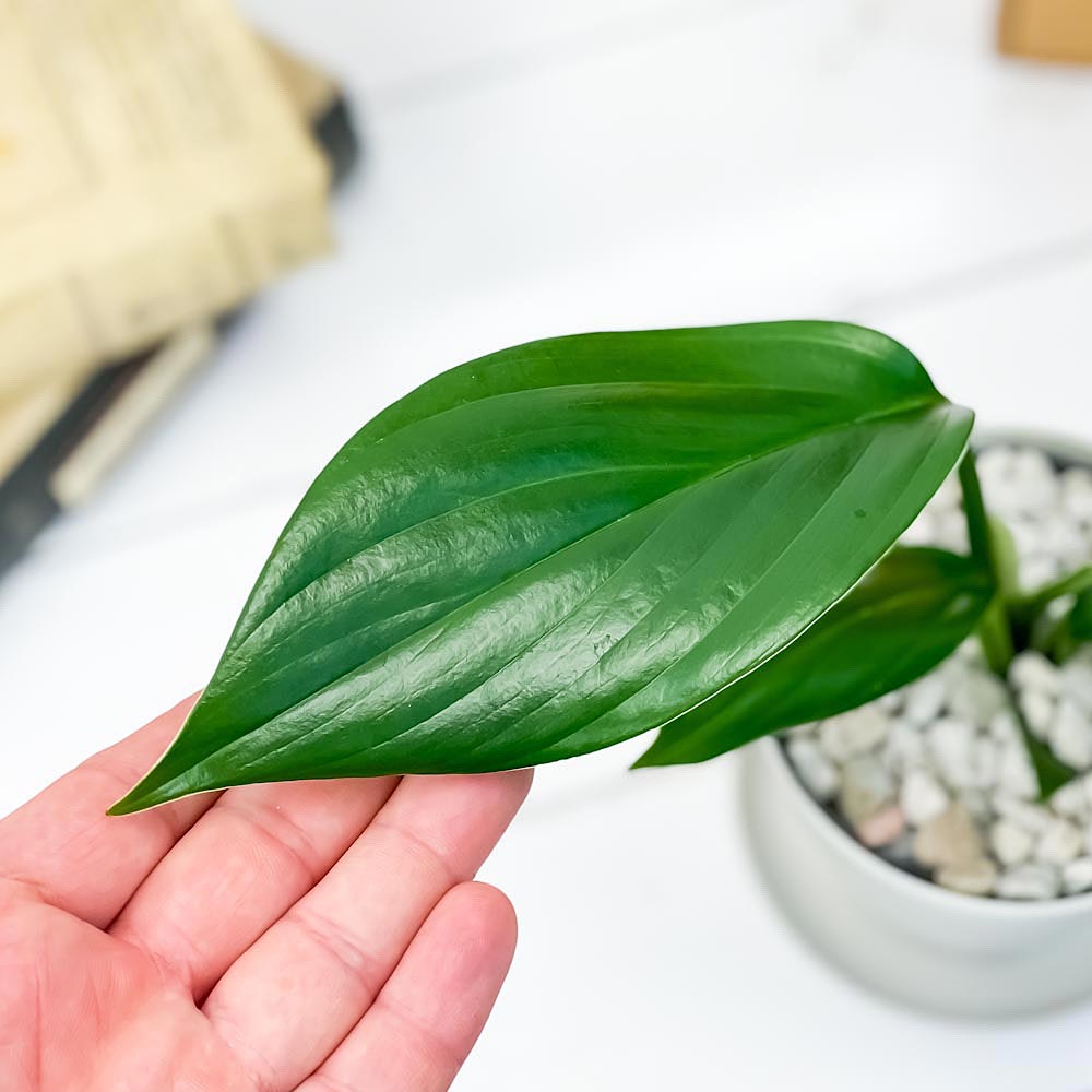 PLANCHU 観葉植物 エピプレムナム ピンナツム 3.5号鉢 受け皿付き 育て方説明書付き Epipremnum pinnatum ハブカズラ アロイド