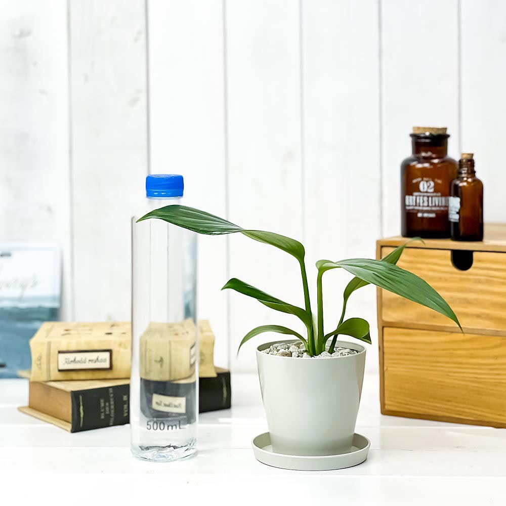 PLANCHU 観葉植物 エピプレムナム ピンナツム 3.5号鉢 受け皿付き 育て方説明書付き Epipremnum pinnatum ハブカズラ アロイド