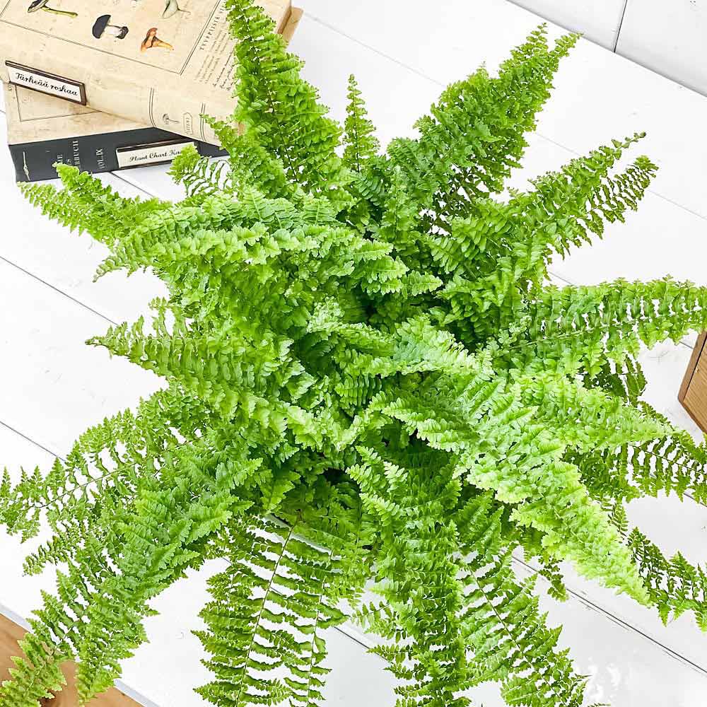PLANCHU 観葉植物 ネフロレピス フラッフィーラッフルズ 6号平鉢 受け皿付き 育て方説明書付き Nephrolepis ‘Fluffy Ruffles’ ボストンファーン
