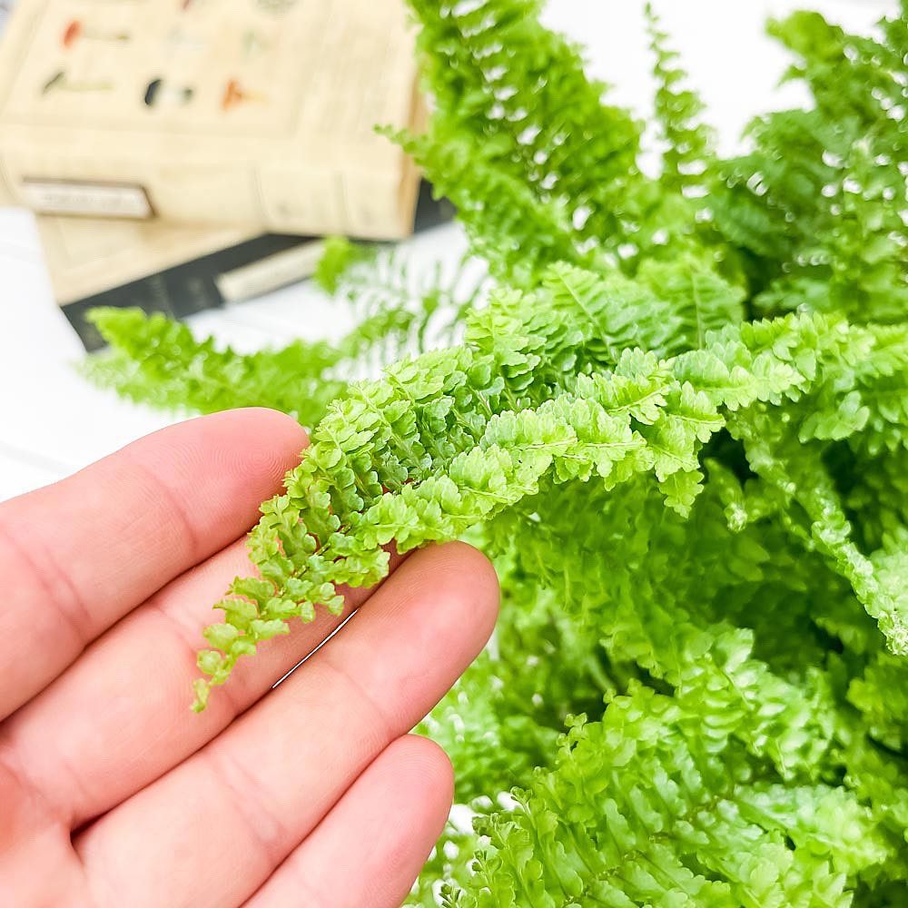 PLANCHU 観葉植物 ネフロレピス フラッフィーラッフルズ 6号平鉢 受け皿付き 育て方説明書付き Nephrolepis ‘Fluffy Ruffles’ ボストンファーン