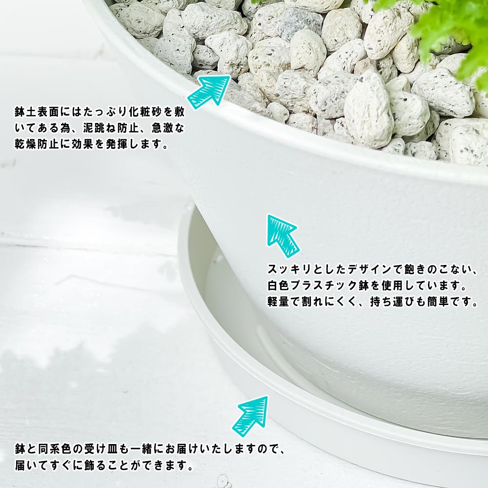 PLANCHU 観葉植物 ネフロレピス フラッフィーラッフルズ 6号平鉢 受け皿付き 育て方説明書付き Nephrolepis ‘Fluffy Ruffles’ ボストンファーン
