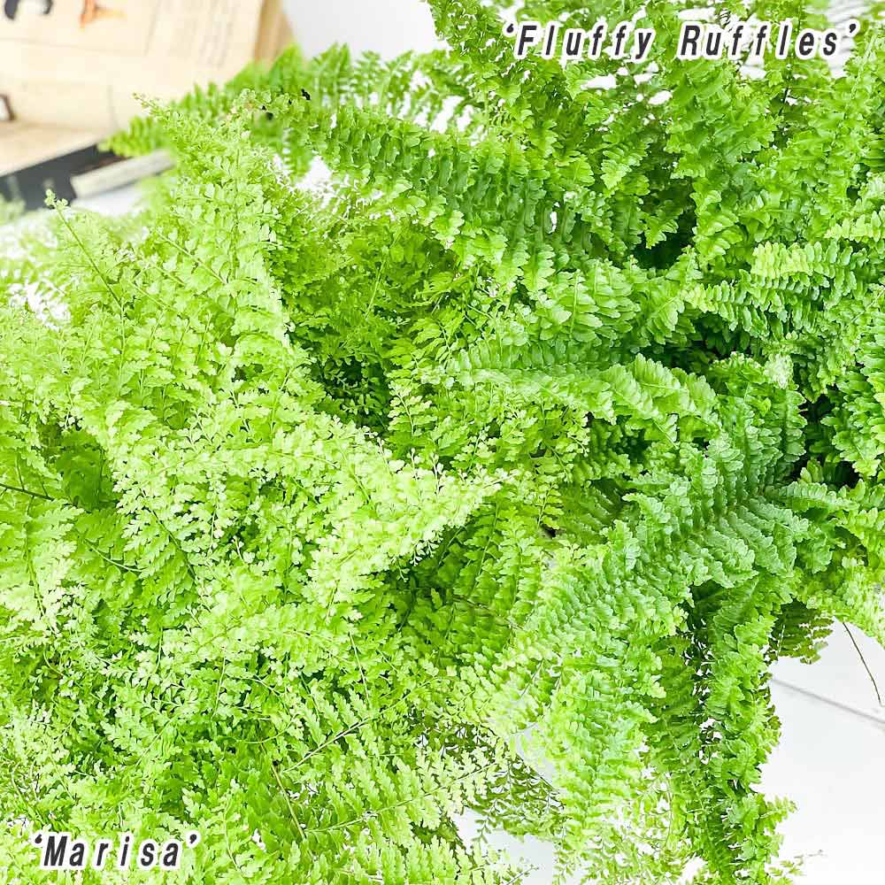 PLANCHU 観葉植物 ネフロレピス フラッフィーラッフルズ & マリサ 2種セット 6号平鉢 受け皿付き 育て方説明書付き ボストンファーン