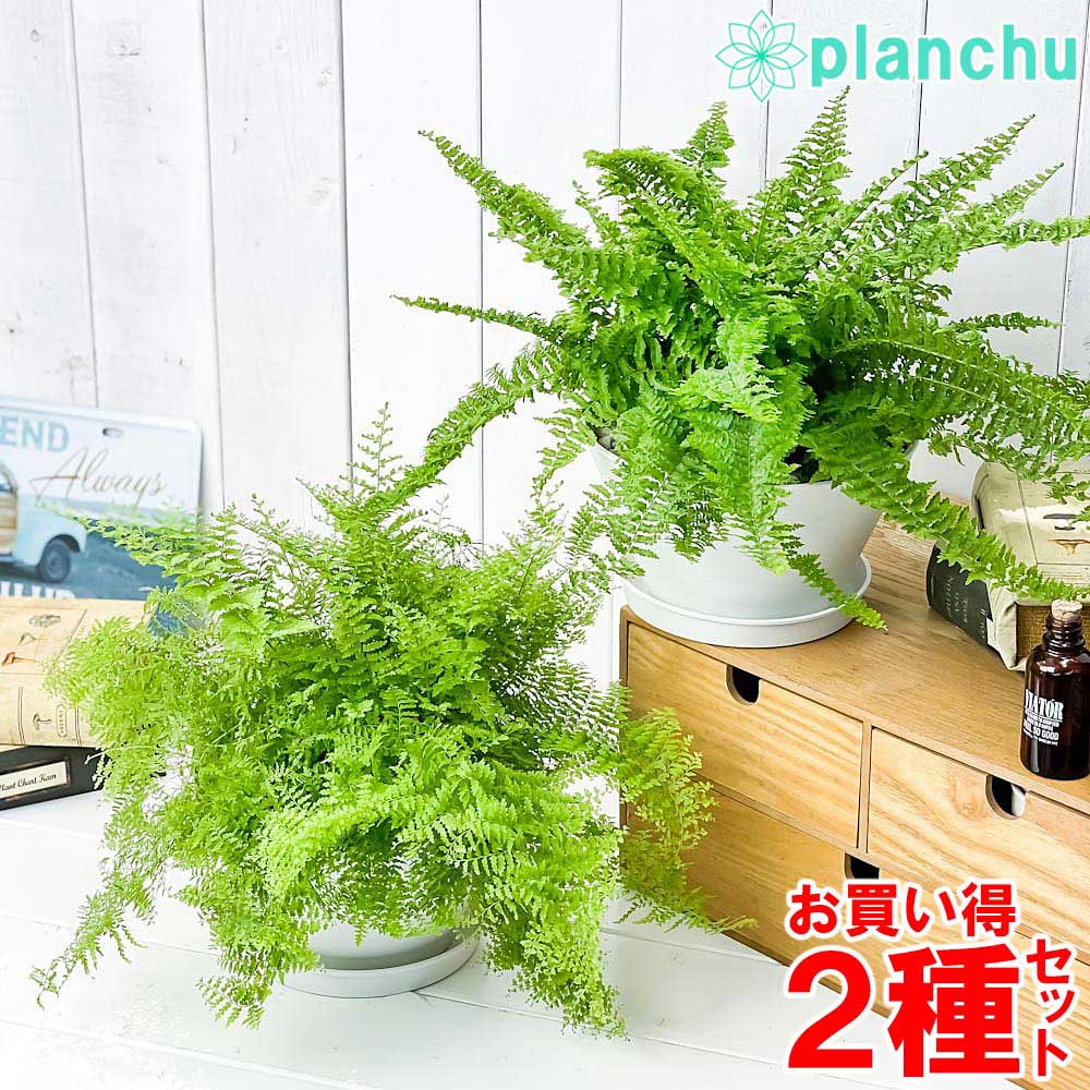 PLANCHU 観葉植物 ネフロレピス フラッフィーラッフルズ & マリサ 2種セット 6号平鉢 受け皿付き 育て方説明書付き ボストンファーン