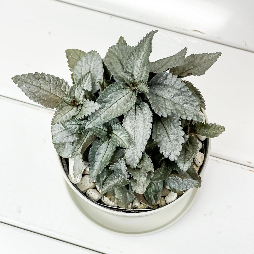 PLANCHU 観葉植物 ピレア エレン 3.5号鉢 受け皿付き 育て方説明書付き Pilea cadierei ‘Ellen’