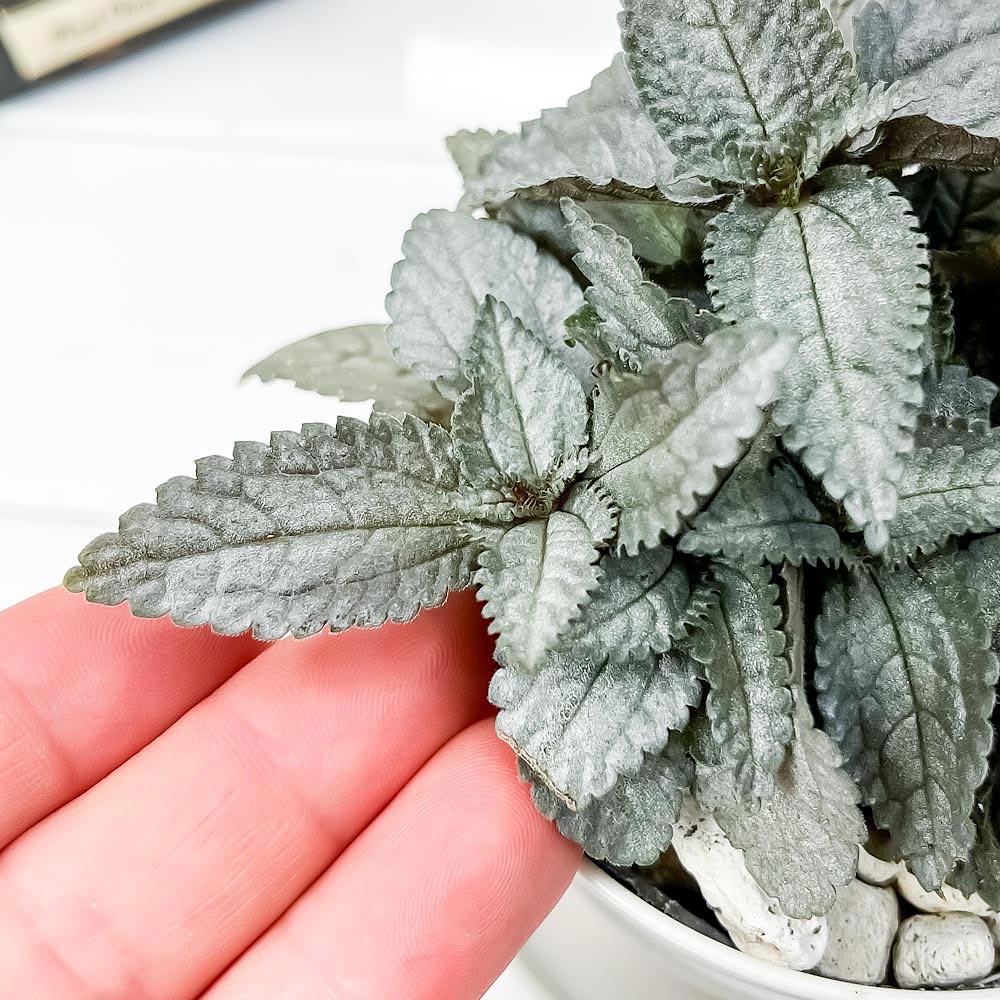PLANCHU 観葉植物 ピレア エレン 3.5号鉢 受け皿付き 育て方説明書付き Pilea cadierei ‘Ellen’