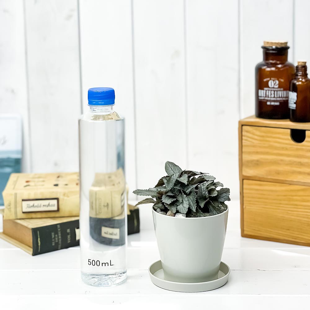 PLANCHU 観葉植物 ピレア エレン 3.5号鉢 受け皿付き 育て方説明書付き Pilea cadierei ‘Ellen’