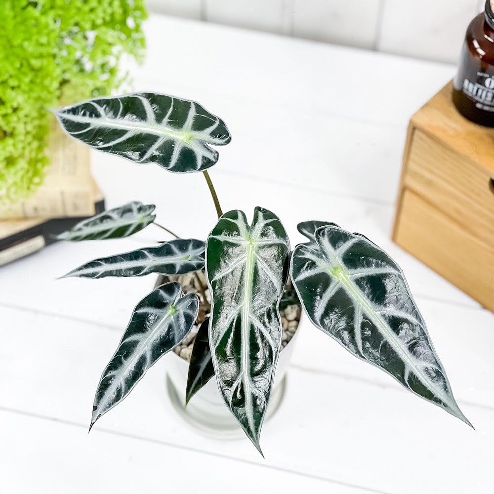 PLANCHU 観葉植物 アロカシア バンビーノ アロー 4号鉢 受け皿付き 育て方説明書付き Alocasia ‘Bambino Arrow’ アロイド