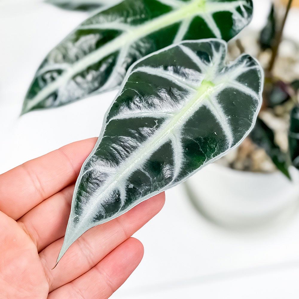 PLANCHU 観葉植物 アロカシア バンビーノ アロー 4号鉢 受け皿付き 育て方説明書付き Alocasia ‘Bambino Arrow’ アロイド