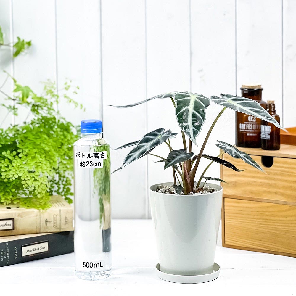 PLANCHU 観葉植物 アロカシア バンビーノ アロー 4号鉢 受け皿付き 育て方説明書付き Alocasia ‘Bambino Arrow’ アロイド