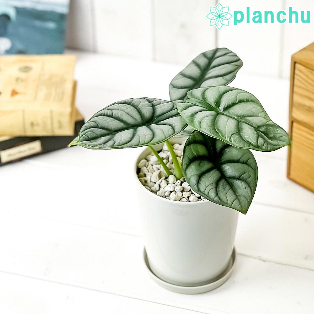 PLANCHU 観葉植物 アロカシア シルバードラゴン 4号鉢 受け皿付き 育て方説明書付き Alocasia ‘Silver Dragon’ アロイド