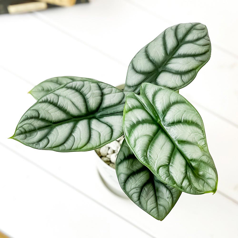PLANCHU 観葉植物 アロカシア シルバードラゴン 4号鉢 受け皿付き 育て方説明書付き Alocasia ‘Silver Dragon’ アロイド
