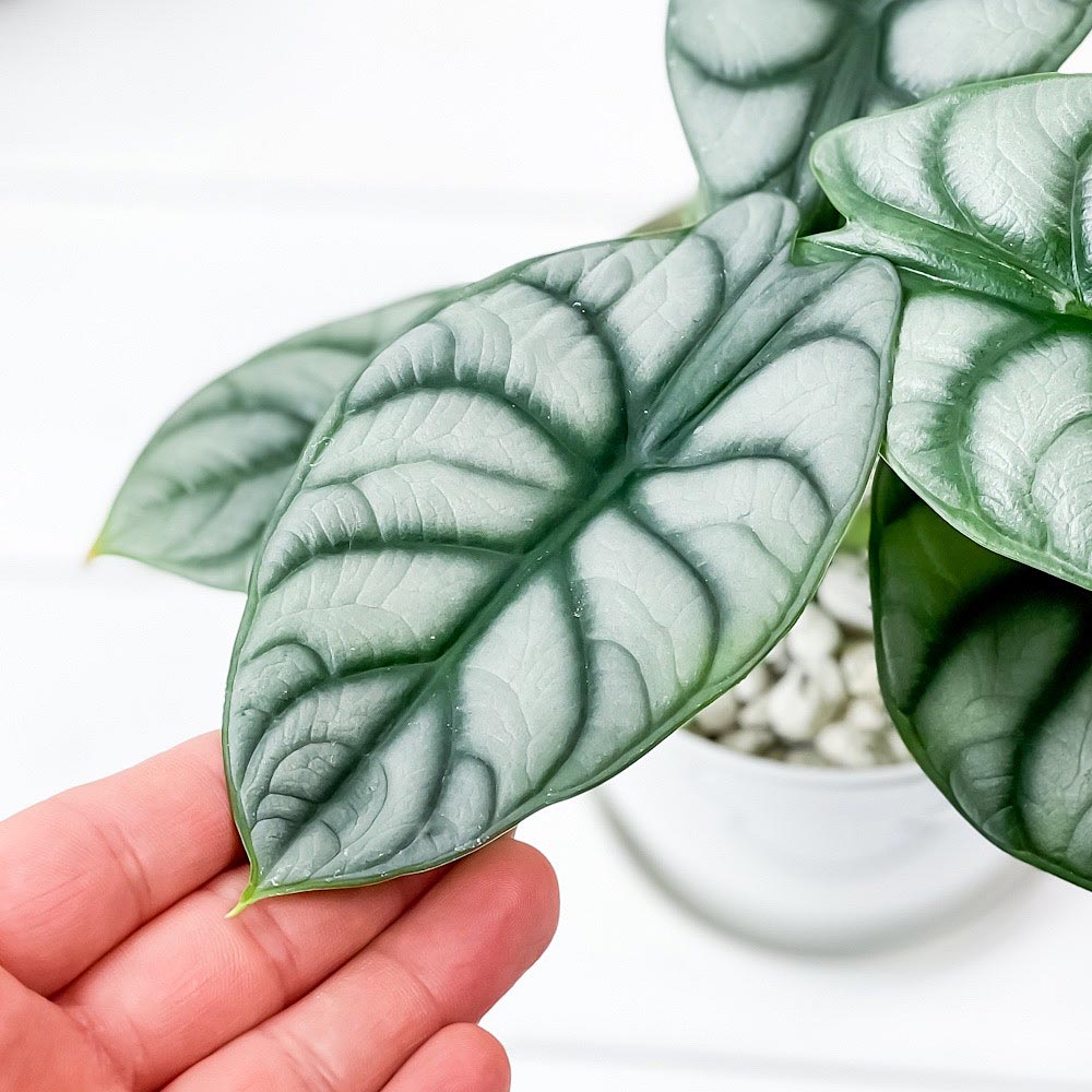 PLANCHU 観葉植物 アロカシア シルバードラゴン 4号鉢 受け皿付き 育て方説明書付き Alocasia ‘Silver Dragon’ アロイド