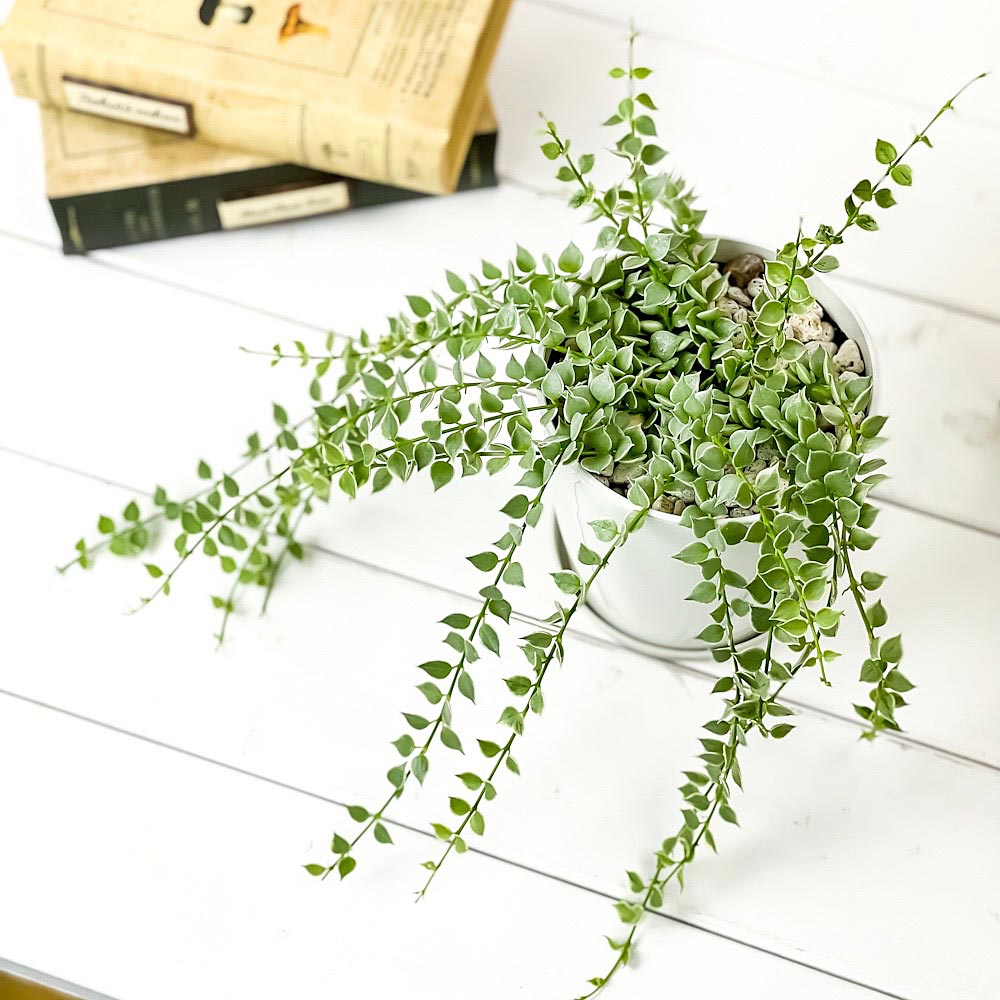 PLANCHU 観葉植物 ディスキディア ミリオンハート 斑入り 4号鉢 受け皿付き 育て方説明書付き Dischidia ruscifolia ‘variegata’ ルスキフォリア