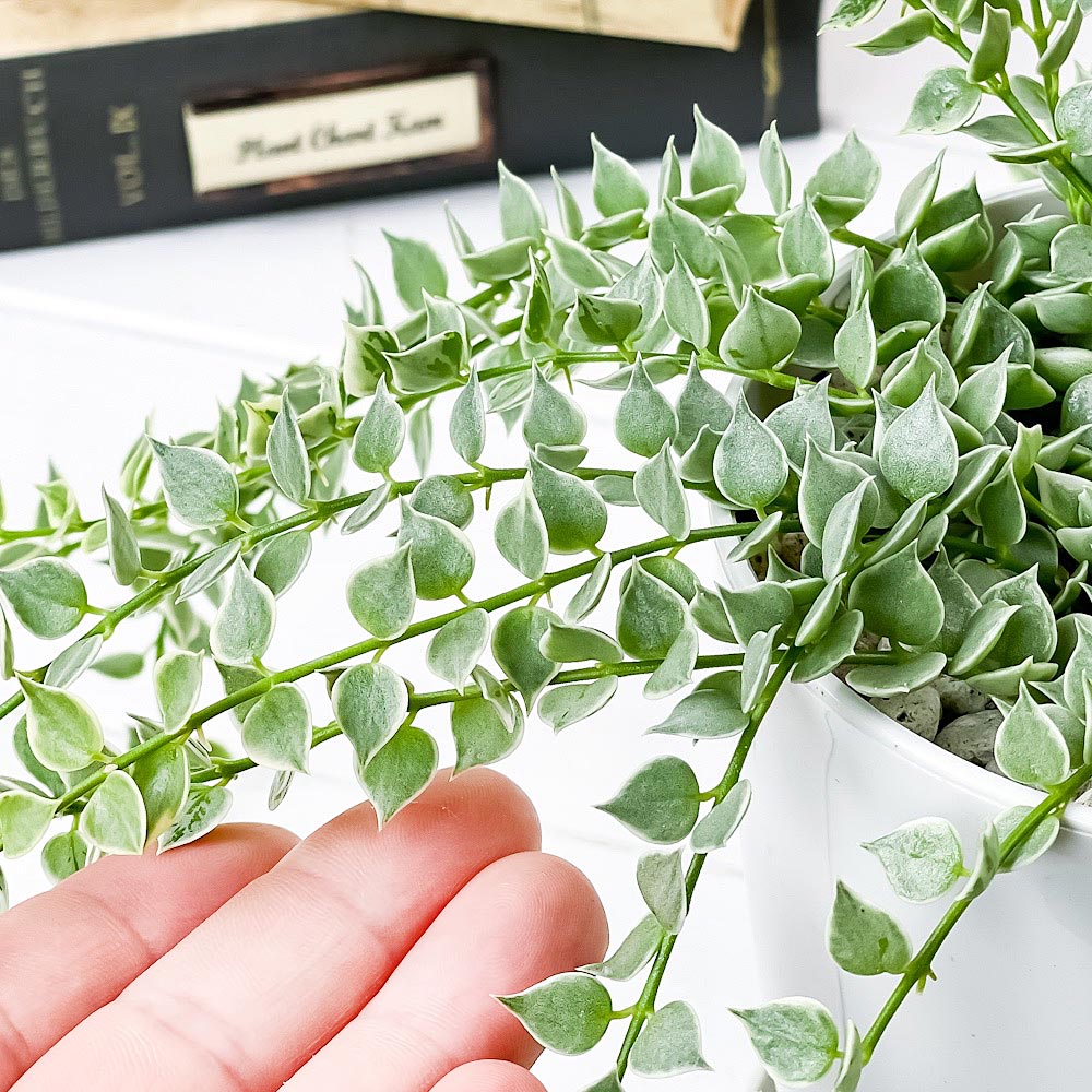 PLANCHU 観葉植物 ディスキディア ミリオンハート 斑入り 4号鉢 受け皿付き 育て方説明書付き Dischidia ruscifolia ‘variegata’ ルスキフォリア