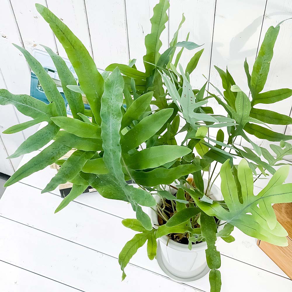 PLANCHU 観葉植物 フレボディウム ブルースター 5号ロング鉢 受け皿付き 育て方説明書付き Phlebodium aureum ‘Mandaianum’ シダ植物 充実株