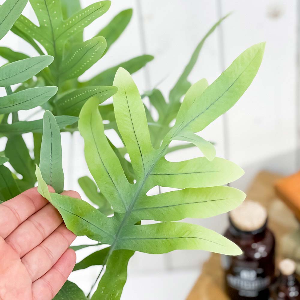 PLANCHU 観葉植物 フレボディウム ブルースター 5号ロング鉢 受け皿付き 育て方説明書付き Phlebodium aureum ‘Mandaianum’ シダ植物 充実株