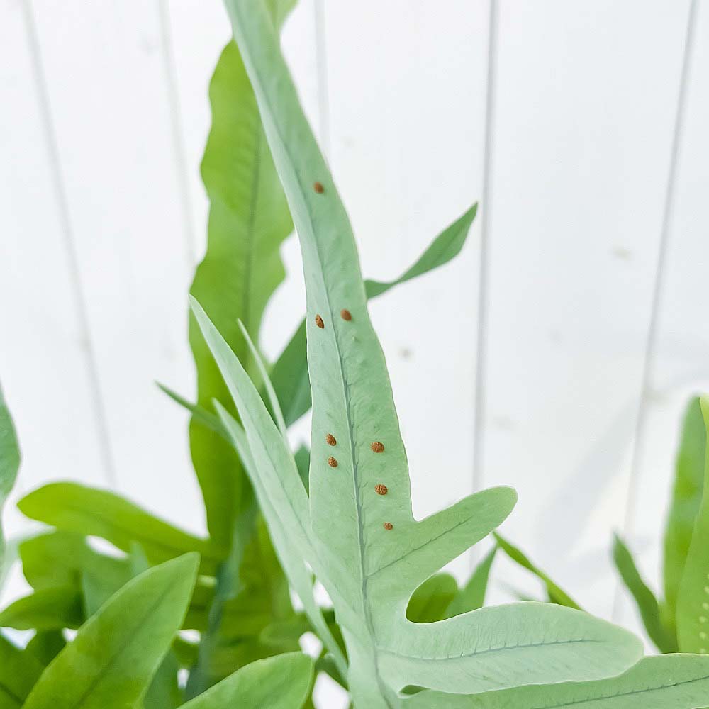 PLANCHU 観葉植物 フレボディウム ブルースター 5号ロング鉢 受け皿付き 育て方説明書付き Phlebodium aureum ‘Mandaianum’ シダ植物 充実株