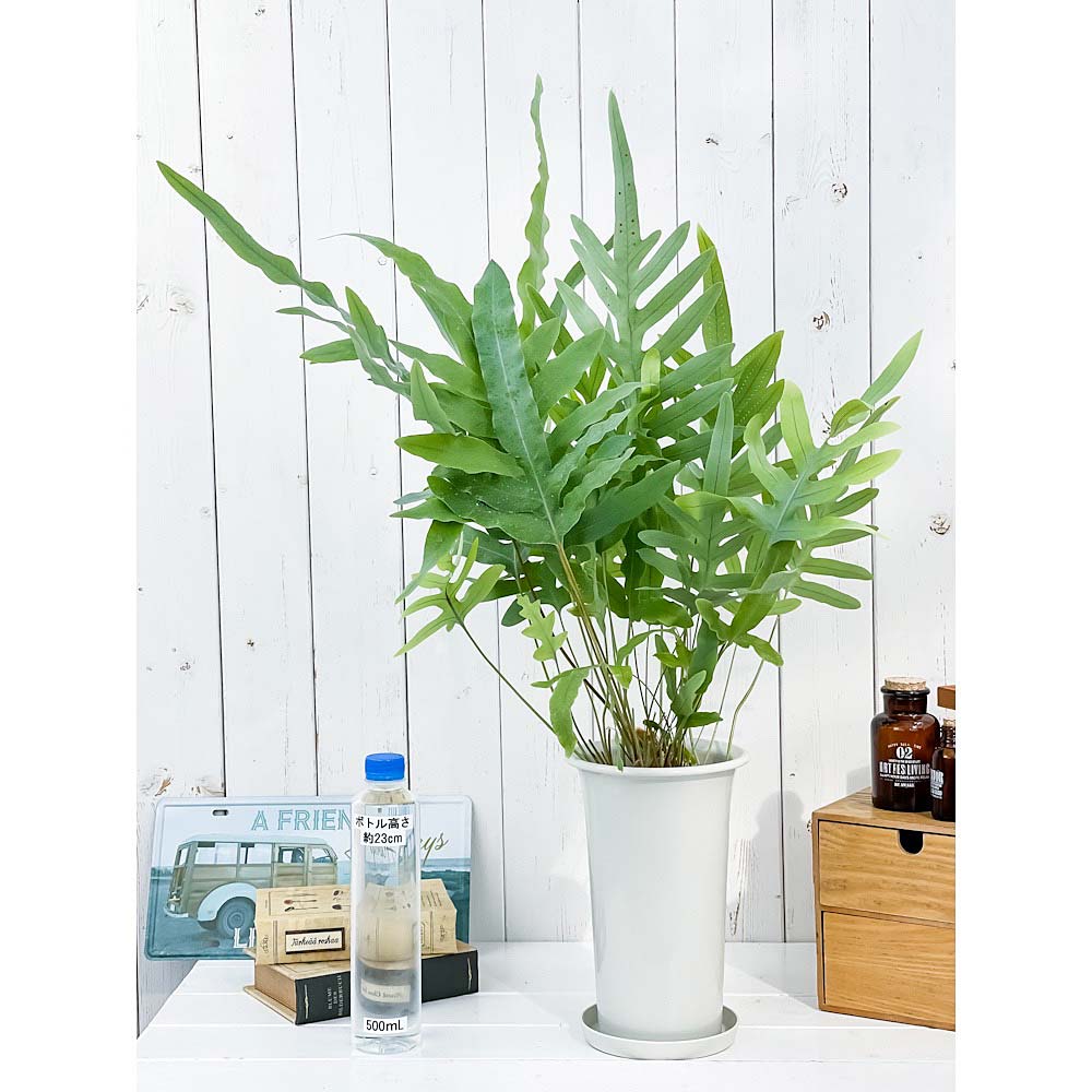 PLANCHU 観葉植物 フレボディウム ブルースター 5号ロング鉢 受け皿付き 育て方説明書付き Phlebodium aureum ‘Mandaianum’ シダ植物 充実株