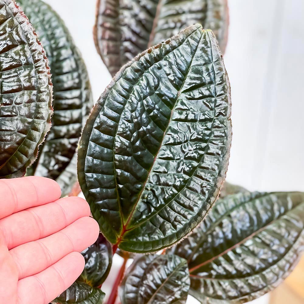 PLANCHU 観葉植物 モノレナ プリムリフロラ 5号ロング鉢 受け皿付き 育て方説明書付き Monolena primuliflora アリ植物
