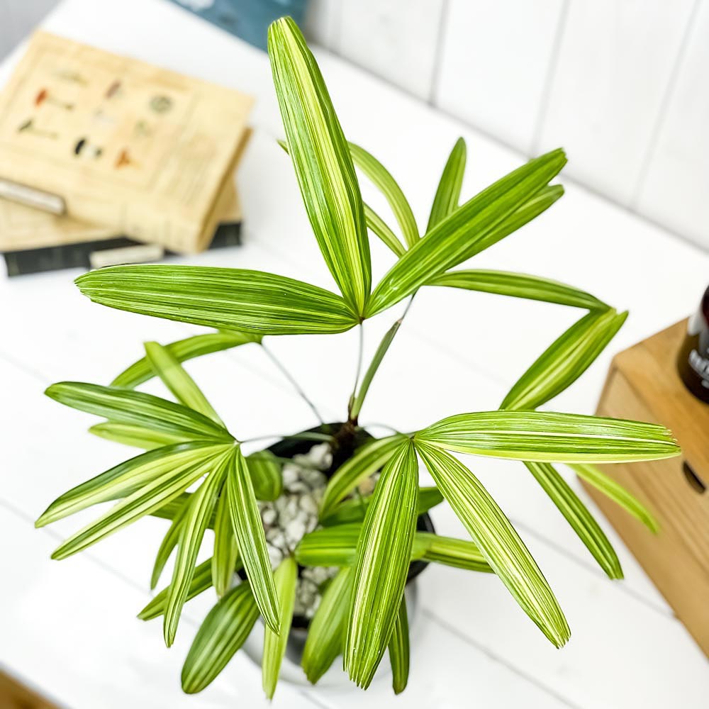 PLANCHU 観葉植物 カンノンチク アヤニシキ 4号鉢 受け皿付き 育て方説明書付き Rhapis excelsa ‘Ayanishiki’ ラピス エクスケルサ 観音竹 綾錦 ヤシ