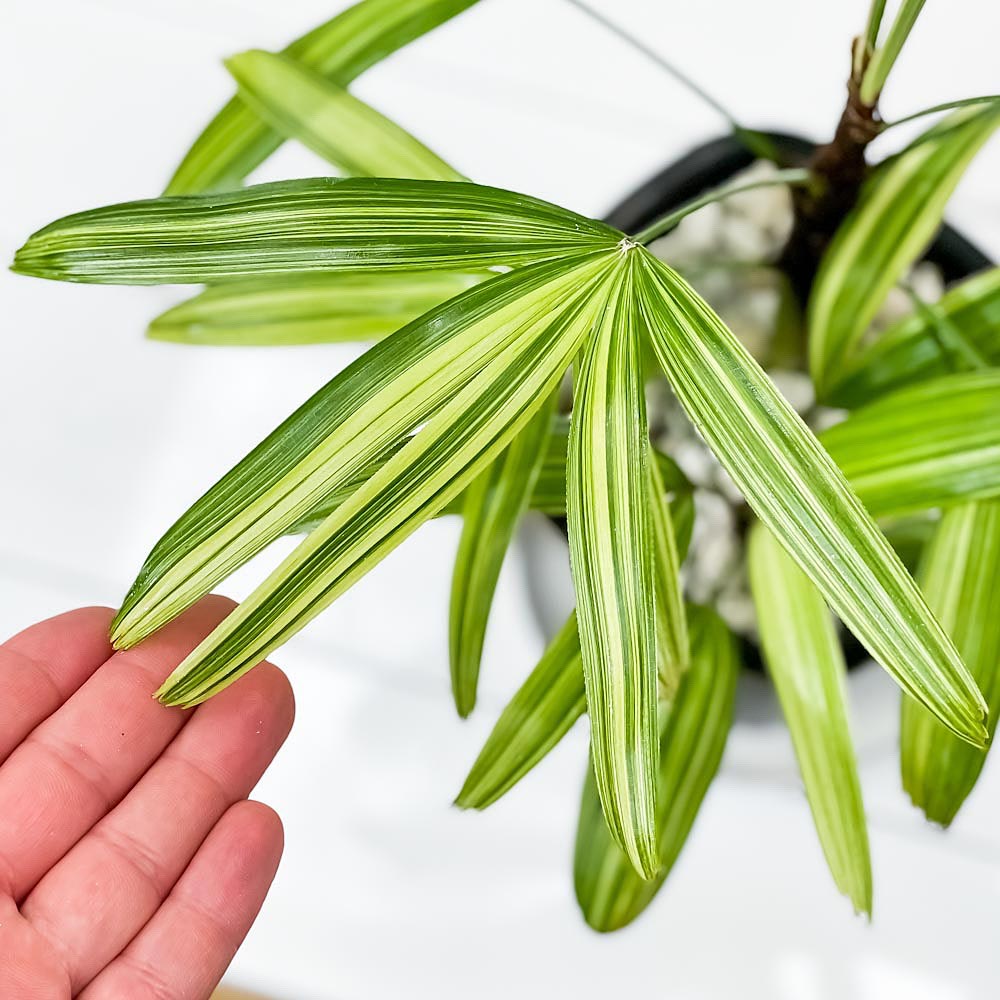 PLANCHU 観葉植物 カンノンチク アヤニシキ 4号鉢 受け皿付き 育て方説明書付き Rhapis excelsa ‘Ayanishiki’ ラピス エクスケルサ 観音竹 綾錦 ヤシ