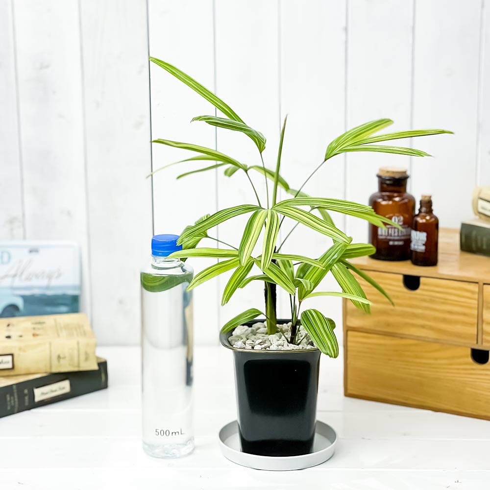 PLANCHU 観葉植物 カンノンチク アヤニシキ 4号鉢 受け皿付き 育て方説明書付き Rhapis excelsa ‘Ayanishiki’ ラピス エクスケルサ 観音竹 綾錦 ヤシ