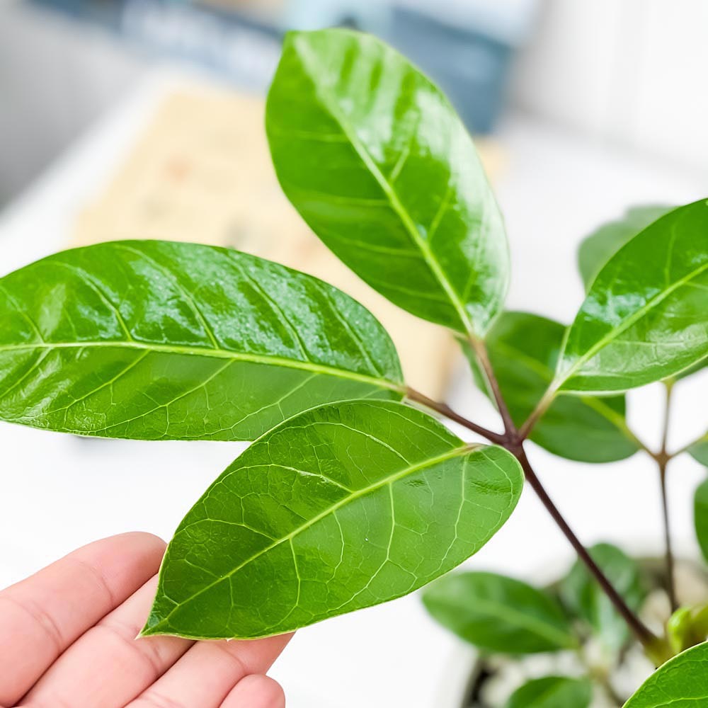 PLANCHU 観葉植物 シェフレラ アルパイン 5号樹脂鉢 ホワイト サスティー付き 受け皿付き 育て方説明書付き Schefflera ‘Alpine’