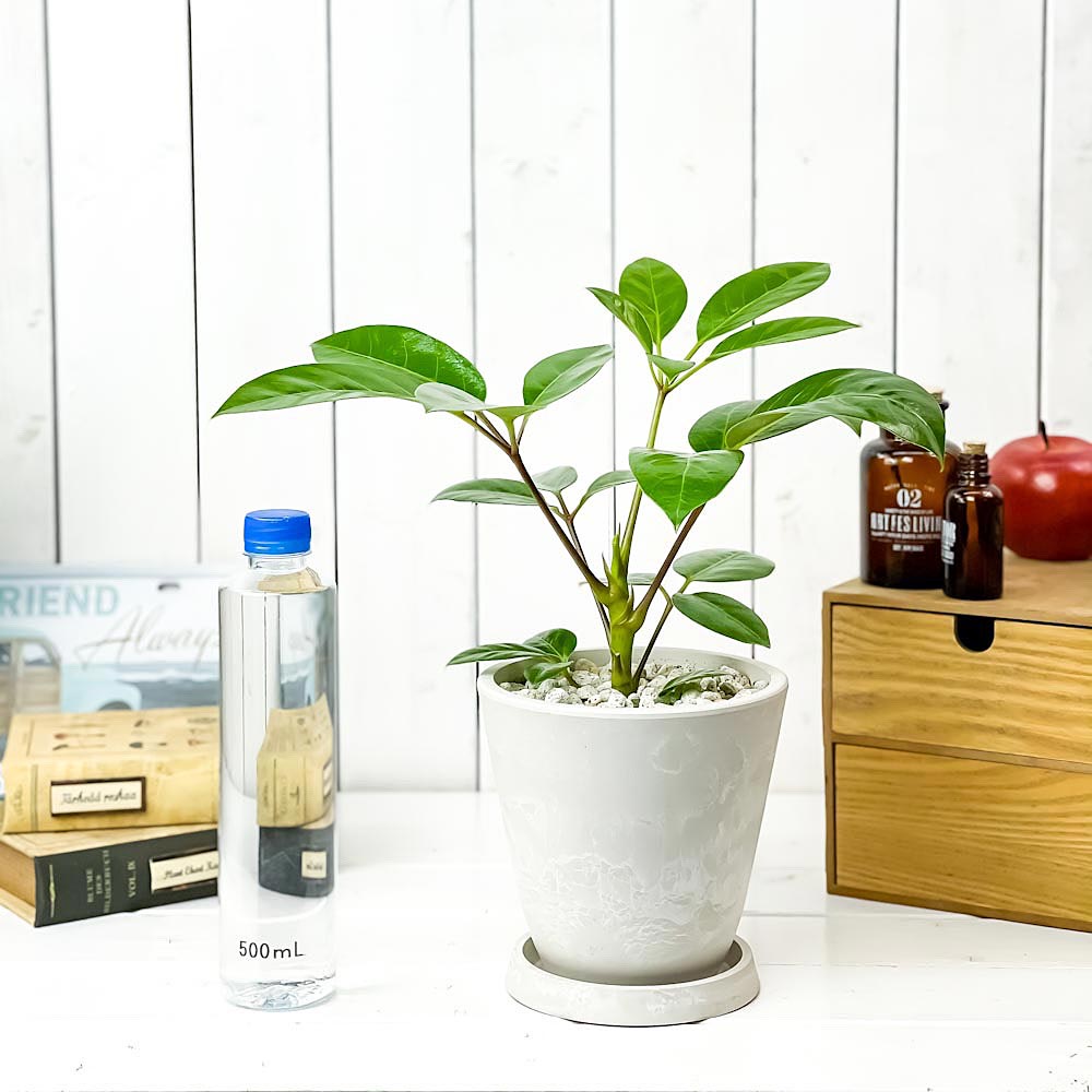 PLANCHU 観葉植物 シェフレラ アルパイン 5号樹脂鉢 ホワイト サスティー付き 受け皿付き 育て方説明書付き Schefflera ‘Alpine’