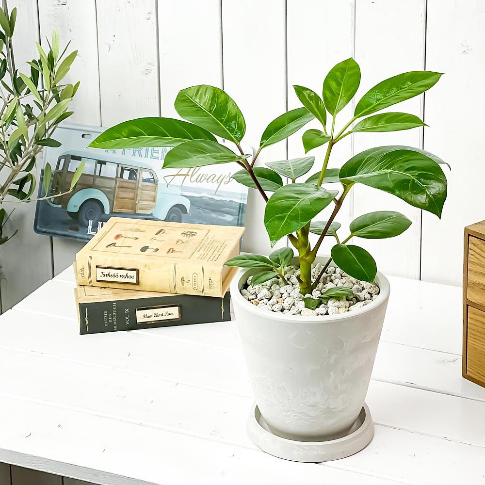 PLANCHU 観葉植物 シェフレラ アルパイン 5号樹脂鉢 ホワイト サスティー付き 受け皿付き 育て方説明書付き Schefflera ‘Alpine’