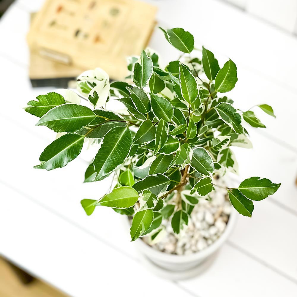 PLANCHU 観葉植物 フィカス ベンジャミン スターライト ネジリ 5号樹脂鉢 ホワイト サスティー付き 受け皿付き 育て方説明書付き 幸運を呼ぶ木