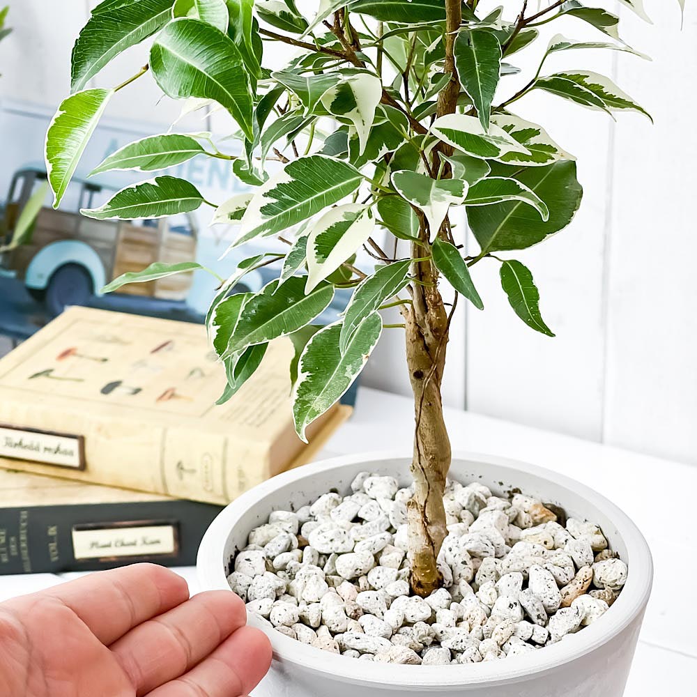 PLANCHU 観葉植物 フィカス ベンジャミン スターライト ネジリ 5号樹脂鉢 ホワイト サスティー付き 受け皿付き 育て方説明書付き 幸運を呼ぶ木