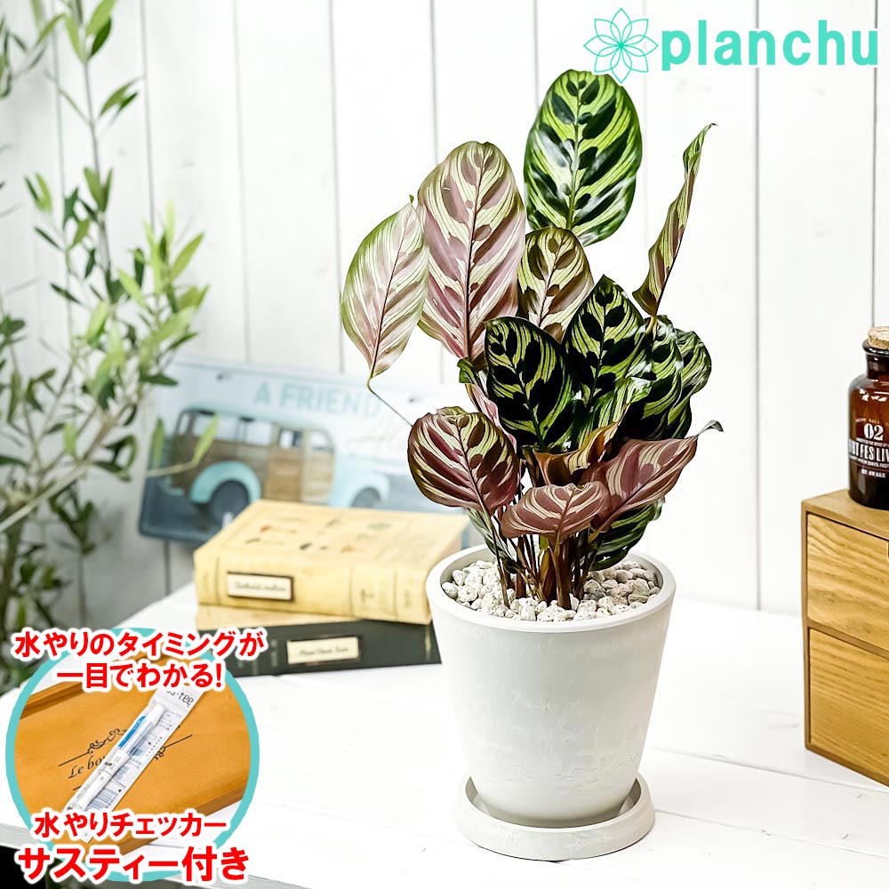PLANCHU 観葉植物 カラテア マコヤナ 5号樹脂鉢 ホワイト サスティー付き 受け皿付き 育て方説明書付き Calathea makoyana 五色矢羽根芭蕉 ゴシキヤバネバショウ