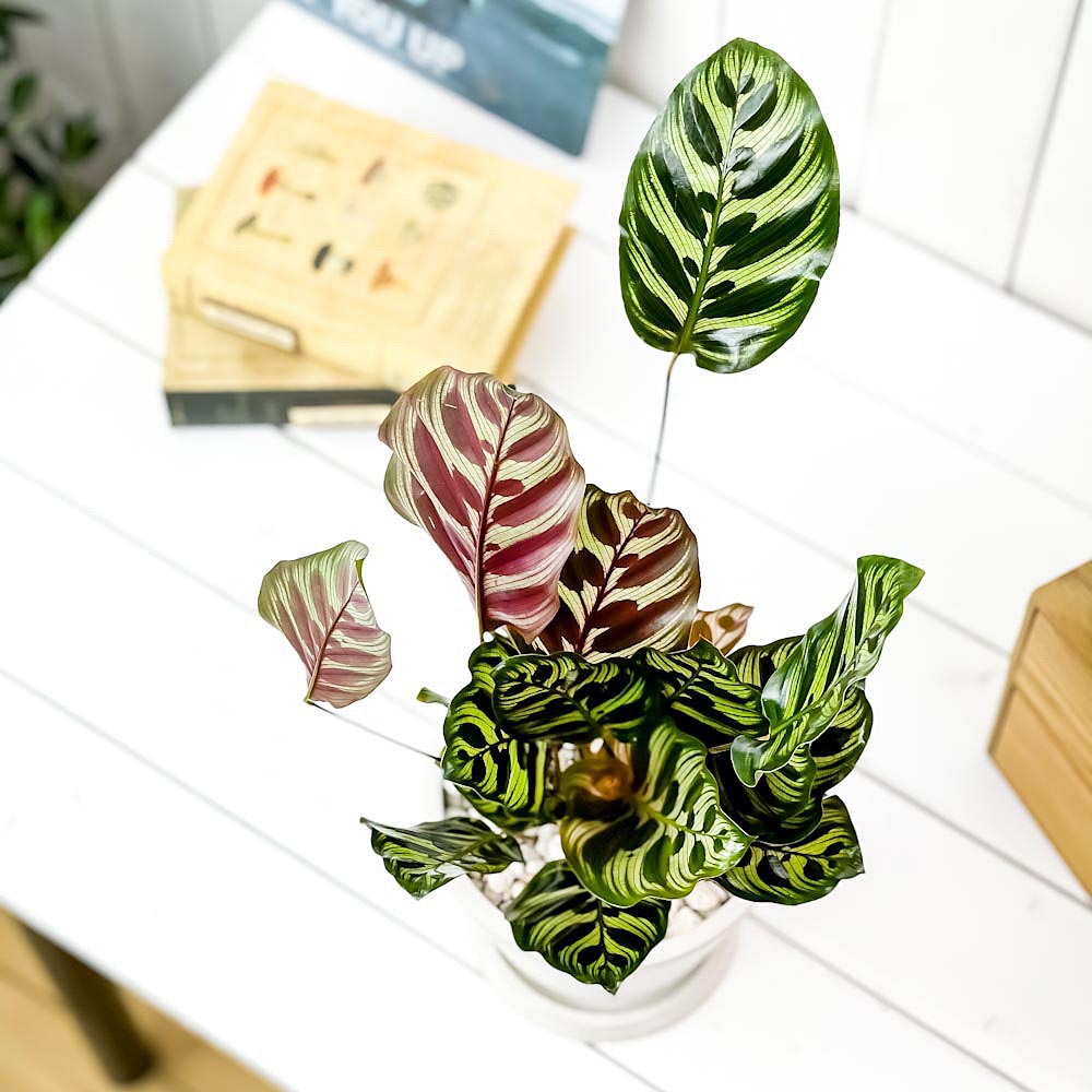 PLANCHU 観葉植物 カラテア マコヤナ 5号樹脂鉢 ホワイト サスティー付き 受け皿付き 育て方説明書付き Calathea makoyana 五色矢羽根芭蕉 ゴシキヤバネバショウ