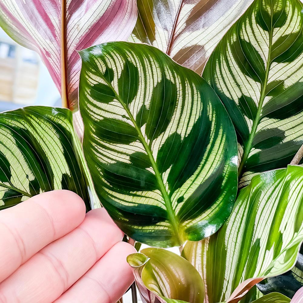 PLANCHU 観葉植物 カラテア マコヤナ 5号樹脂鉢 ホワイト サスティー付き 受け皿付き 育て方説明書付き Calathea makoyana 五色矢羽根芭蕉 ゴシキヤバネバショウ