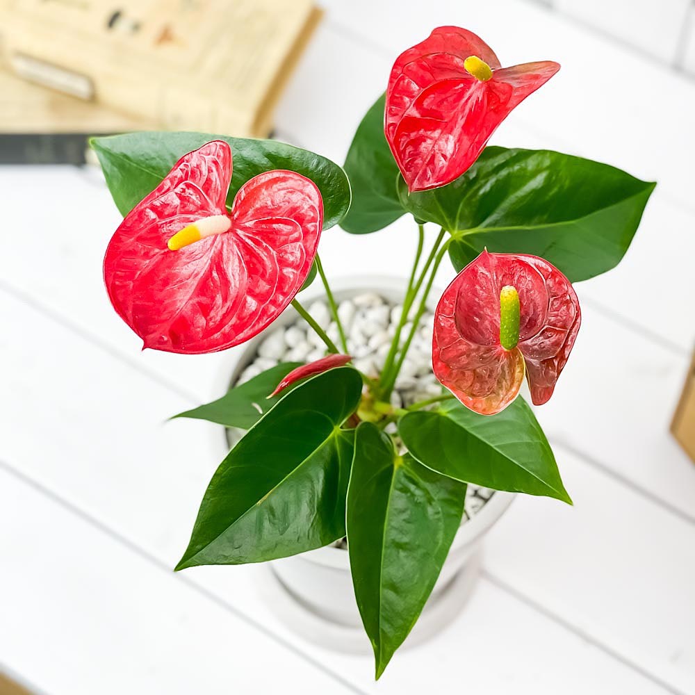 PLANCHU 観葉植物 アンスリウム レッド 5号樹脂鉢 ホワイト サスティー付き 受け皿付き 育て方説明書付き Anthurium andraeanum cv. アンスリューム アロイド 鉢花