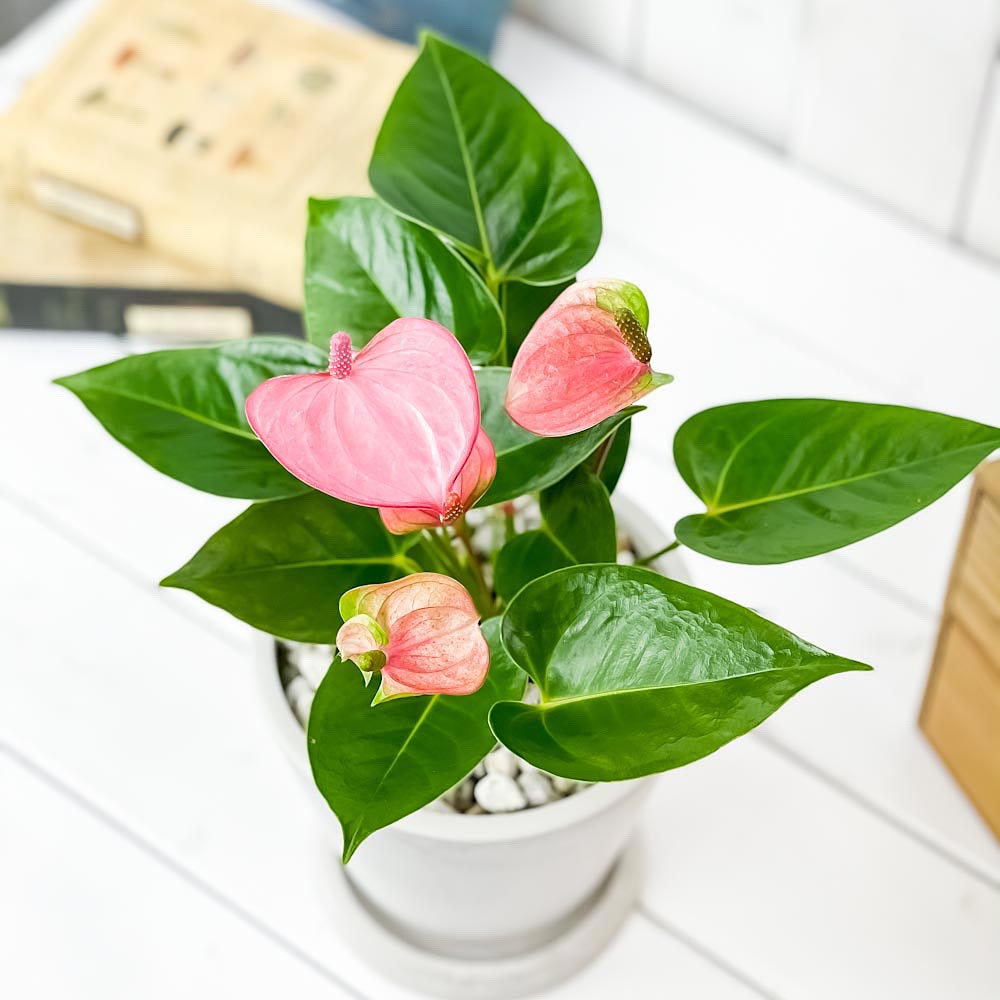 PLANCHU 観葉植物 アンスリウム ピンク 5号樹脂鉢 ホワイト サスティー付き 受け皿付き 育て方説明書付き Anthurium andraeanum cv. アンスリューム アロイド 鉢花