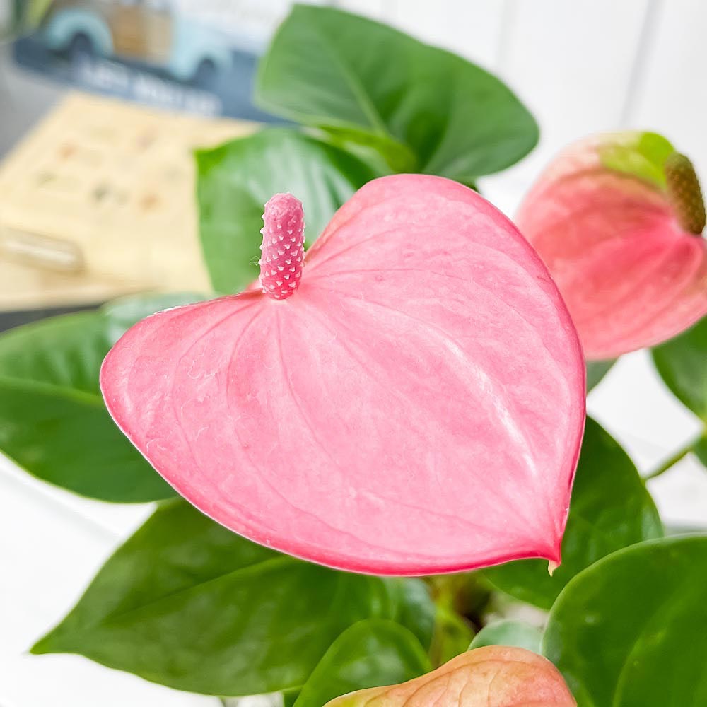 PLANCHU 観葉植物 アンスリウム レッド & ピンク 2鉢セット 5号樹脂鉢 ホワイト サスティー付き 受け皿付き 育て方説明書付き アンスリューム 鉢花